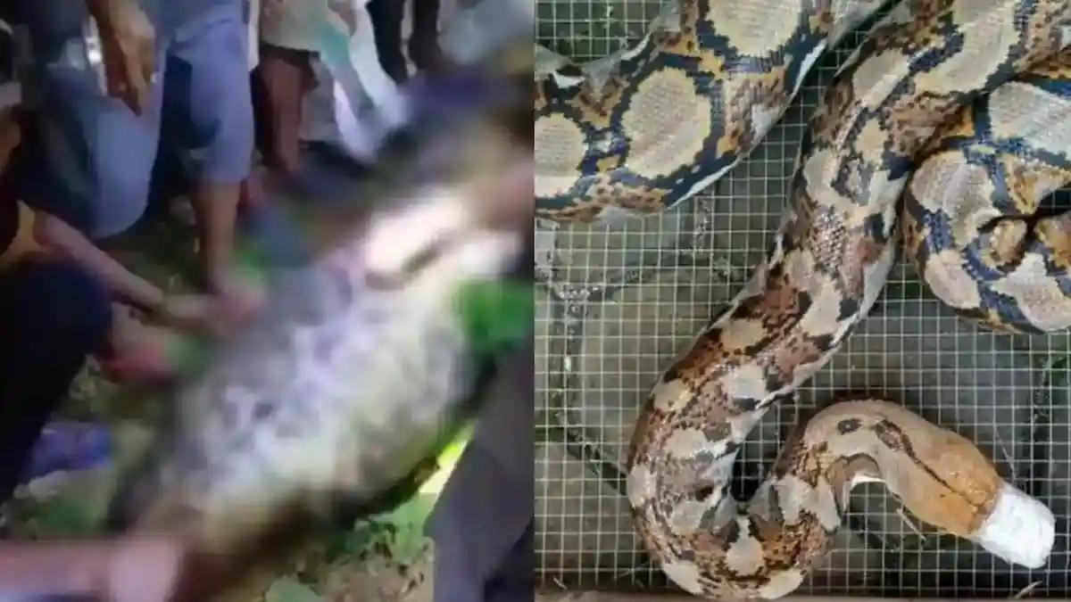 Thảm Kịch Đau Đớn Ở Indonesia: Người Đàn Ông Bị Trăn Gấm Nuốt Chửng Khi Trở Về Nhà