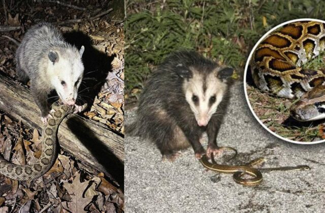 Khám Phá Năng Lực Kỳ Diệu Của Opossum Trong Cuộc Chiến Đối Kháng Nọc Độc