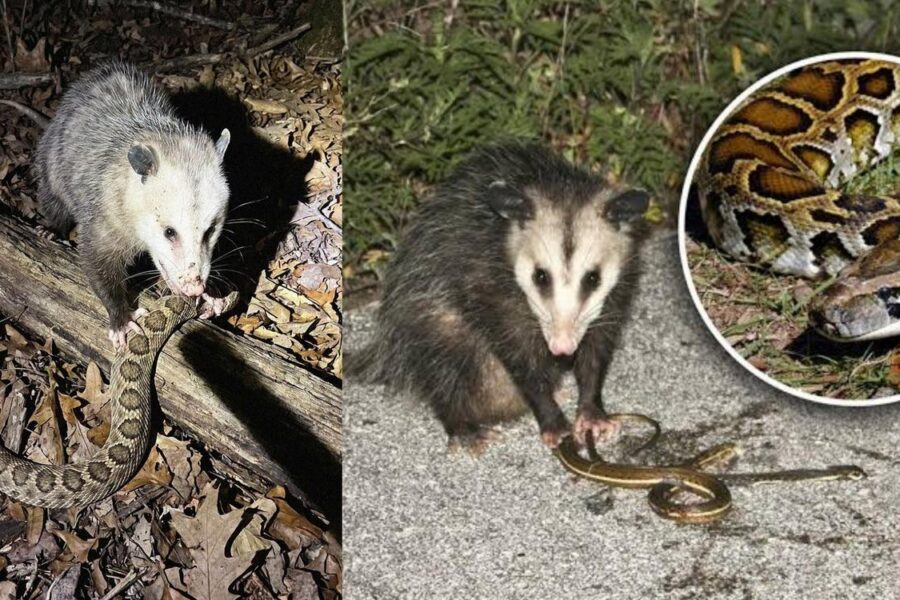 Khám Phá Năng Lực Kỳ Diệu Của Opossum Trong Cuộc Chiến Đối Kháng Nọc Độc