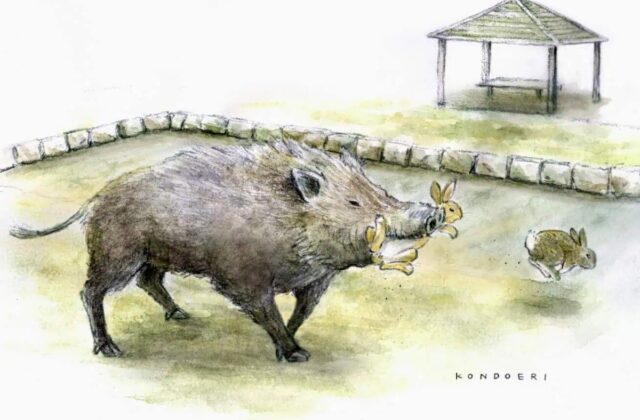 Hệ Sinh Thái Đảo Thỏ: Cuộc Chiến Giữa Thỏ và Lợn Rừng Tại Okunoshima