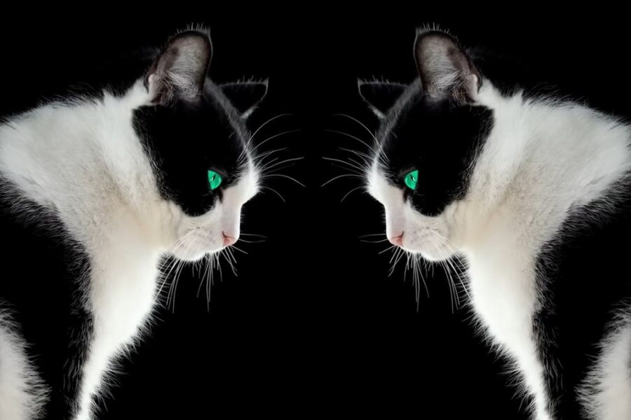 Khám Phá Sự Đối Xứng Hai Bên Trong Cơ Thể Động Vật: Nguyên Nhân và Ý Nghĩa