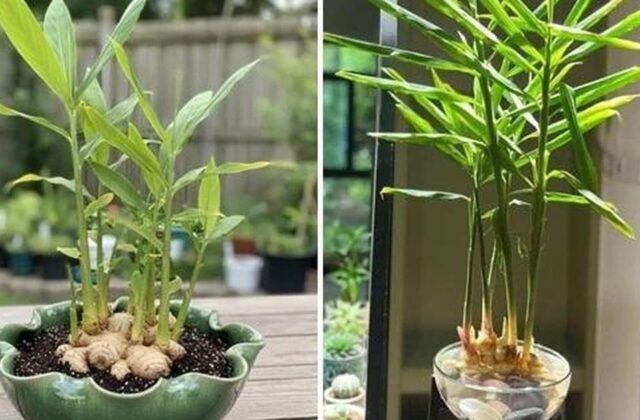 Tại Sao Gia Đình Nào Cũng Nên Trồng Gừng Tại Nhà?