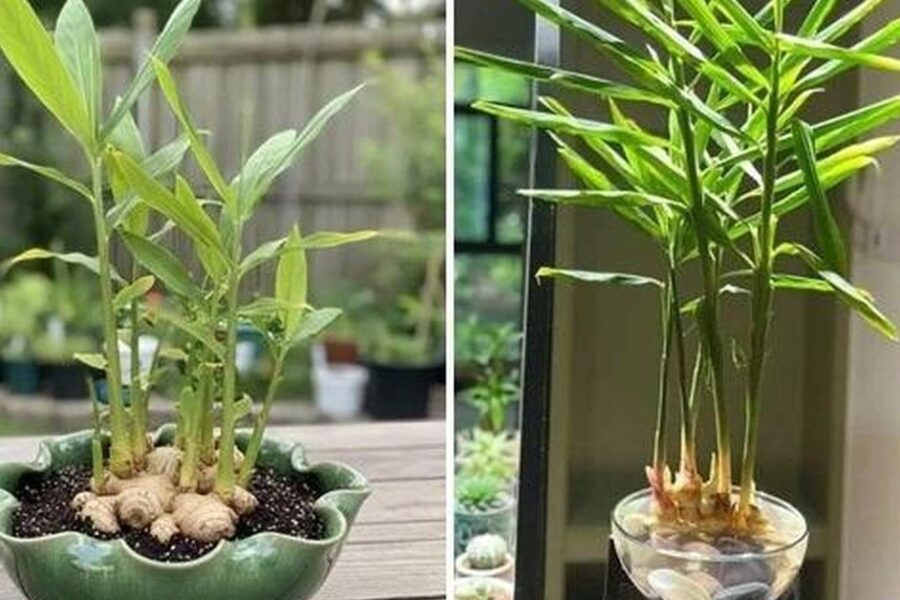 Tại Sao Gia Đình Nào Cũng Nên Trồng Gừng Tại Nhà?
